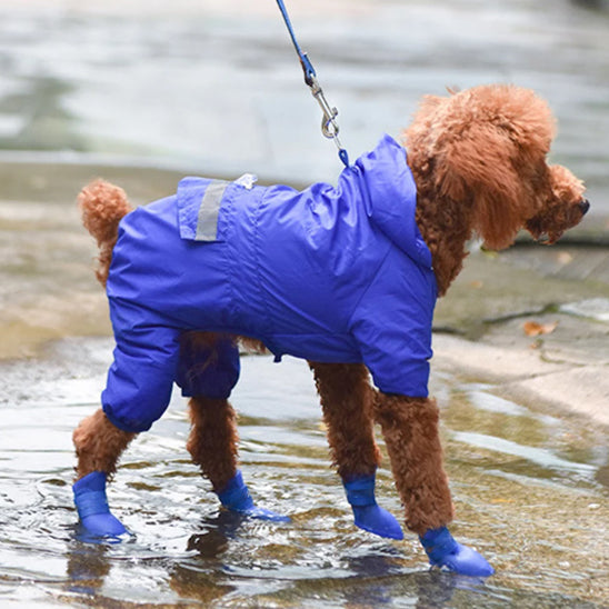 Bottes pour chien jour pluie Golden doodle bleu