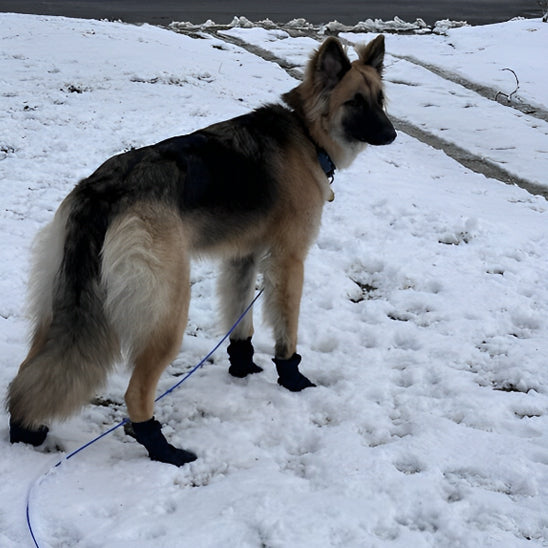 Chaussette pour chien | Anti-fuite et adhérante