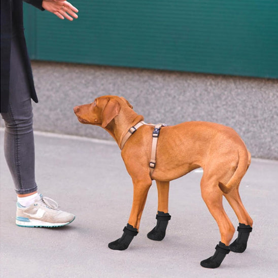 Chaussettes pour chien anti-fuite adhérante vizsla