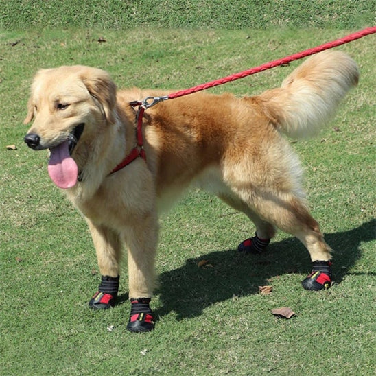 Chaussure chien | Imperméable et réfléchissante (grandes tailles)