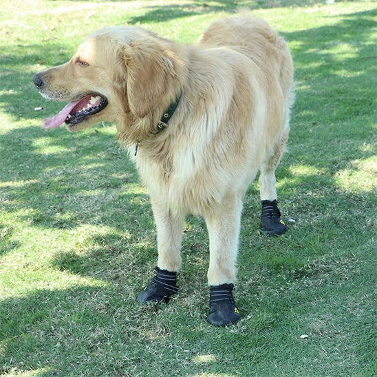Chaussure chien | Imperméable et réfléchissante (grandes tailles)