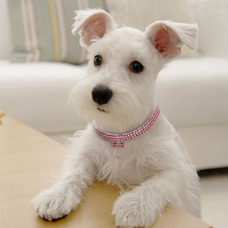 Collier chien | Chic et brillant