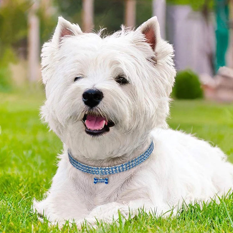 Collier chien | Chic et brillant
