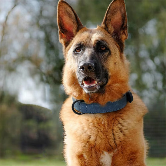 Collier chien cuir | Doux et rembourré