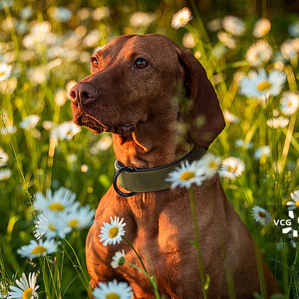 Collier chien cuir | Doux et rembourré