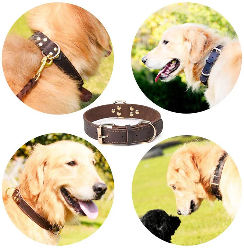 Collier chien cuir | Durable et fonctionnel