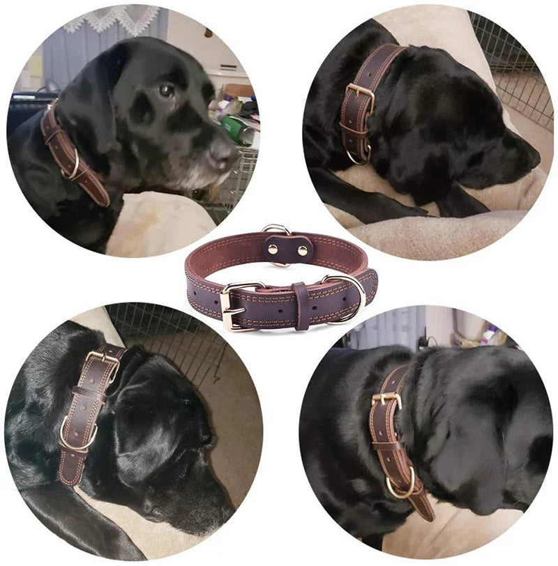 Collier chien cuir | Durable et fonctionnel
