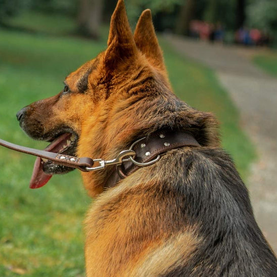 Collier chien cuir | Durable et fonctionnel
