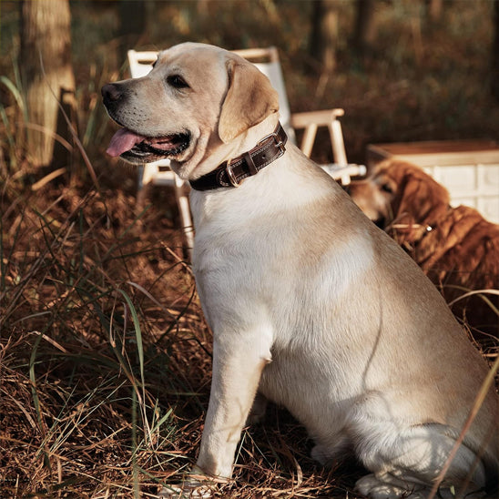 Collier chien cuir | Durable et fonctionnel