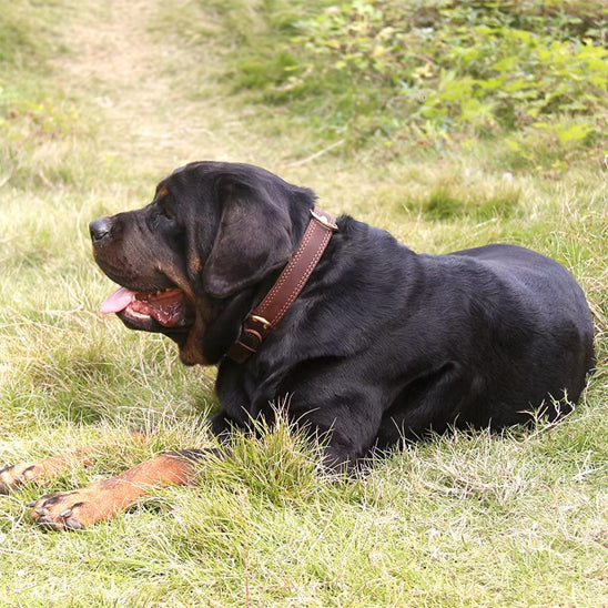 Collier chien cuir | Durable et fonctionnel