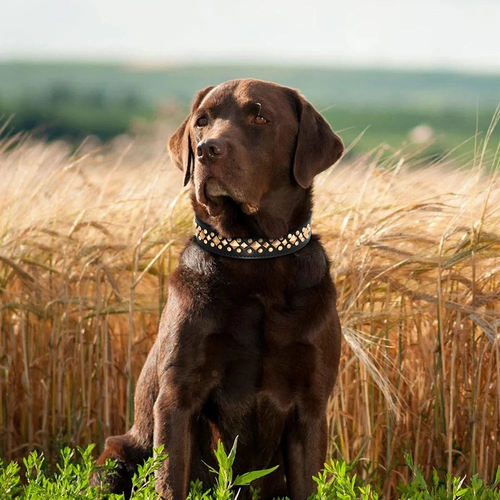 Collier chien cuir | Rivets anti-morsure