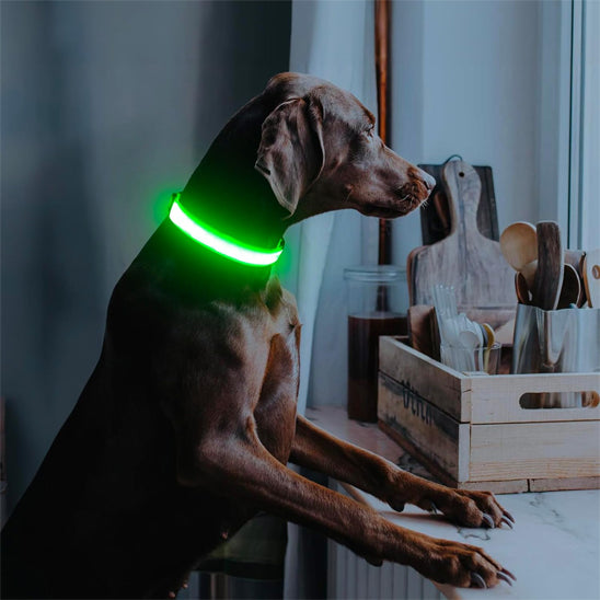 Collier pour chien lumineux | rechargeable