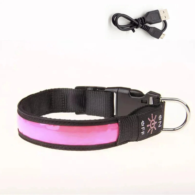 Collier pour chien lumineux | rechargeable