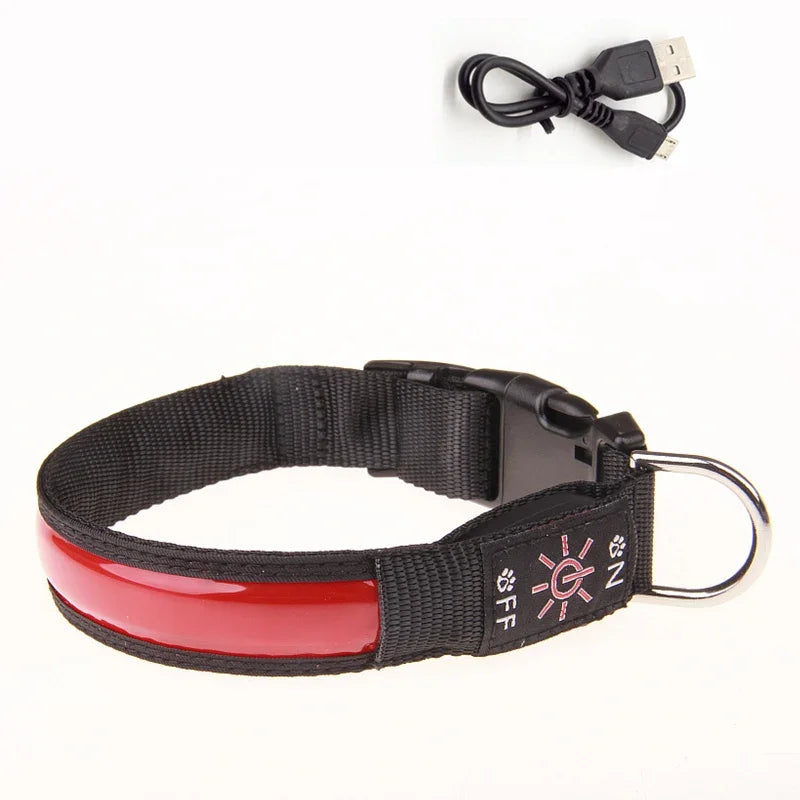 Collier pour chien lumineux | rechargeable
