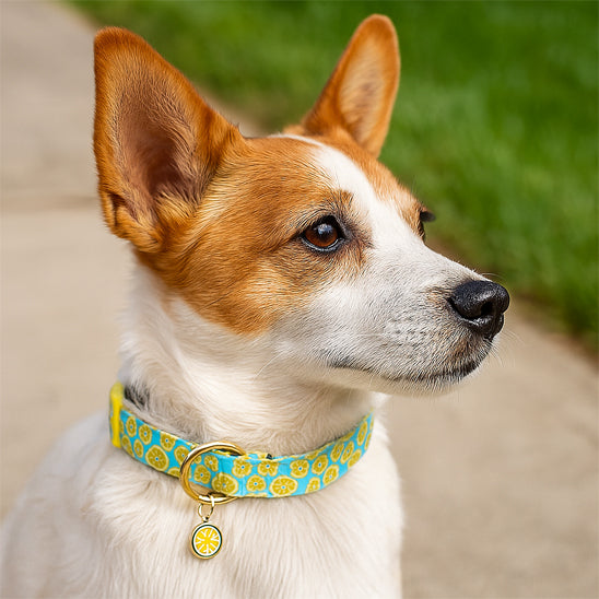 Collier chien | Motif de fruits tropicaux