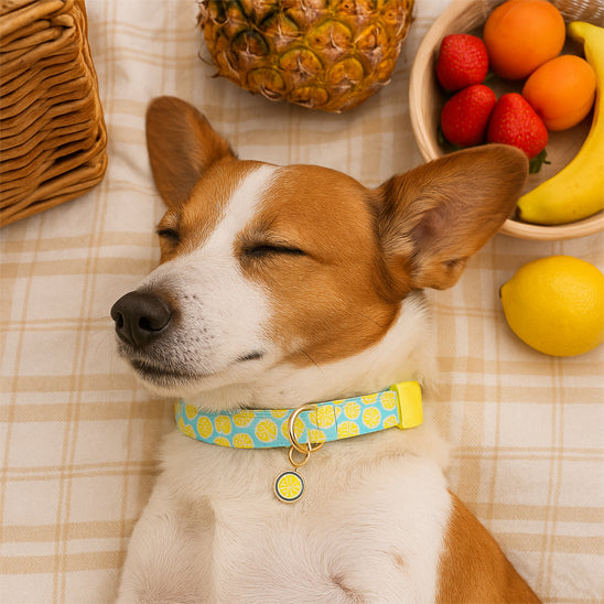 Collier chien | Motif de fruits tropicaux