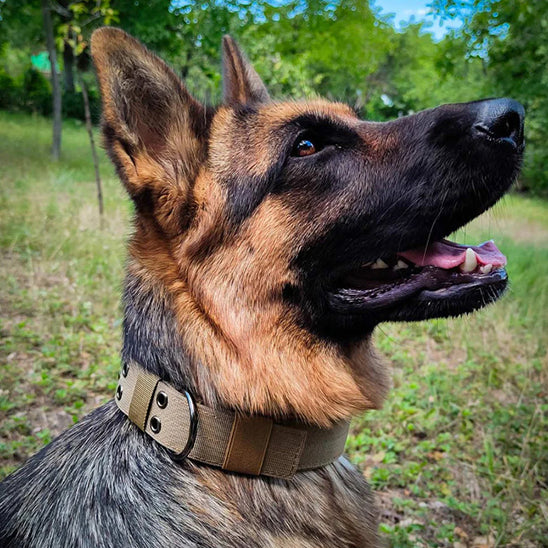 Collier chien | tactique et durable