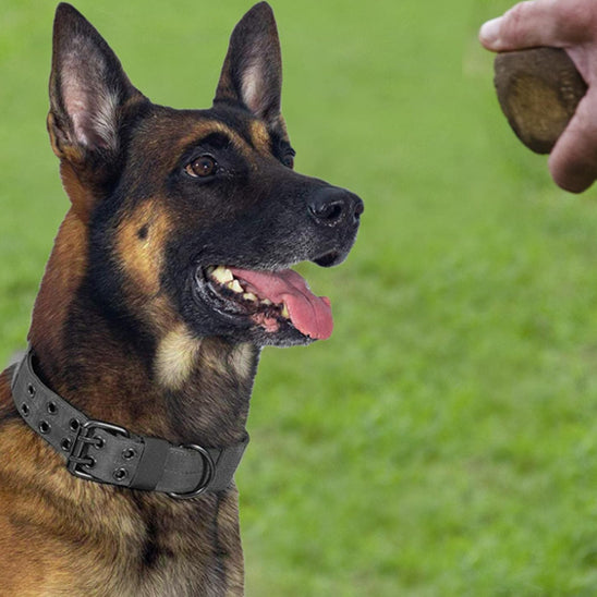 Collier chien | tactique et durable