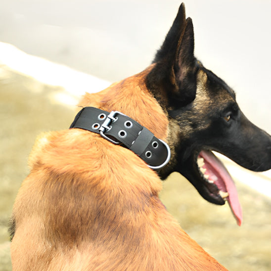 Collier chien | tactique et durable