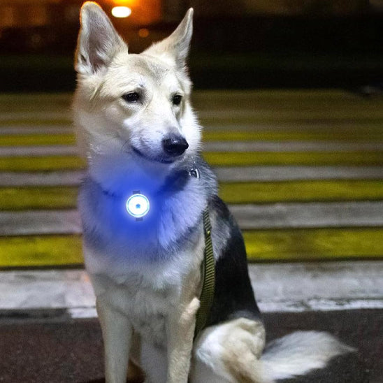 Collier chien lumineux | lampe de poche