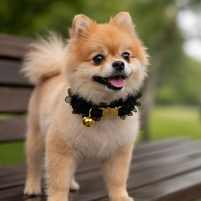 Collier petit chien dentelle clochette poméranien noir banc parc