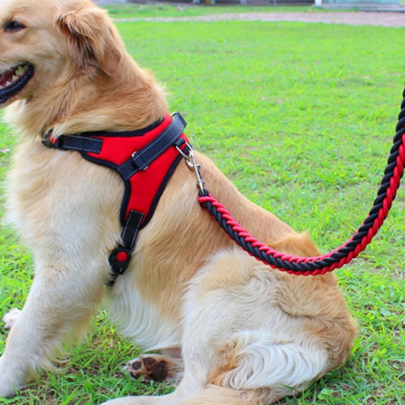 Harnais chien | anti-traction et ajustable
