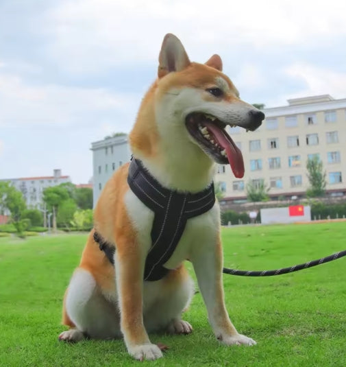 Harnais chien | Ergonomique et pratique
