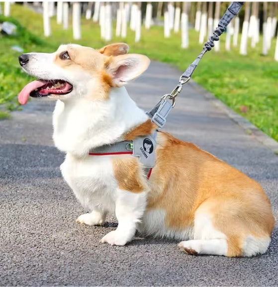 Harnais chien | extensible et réfléchissant