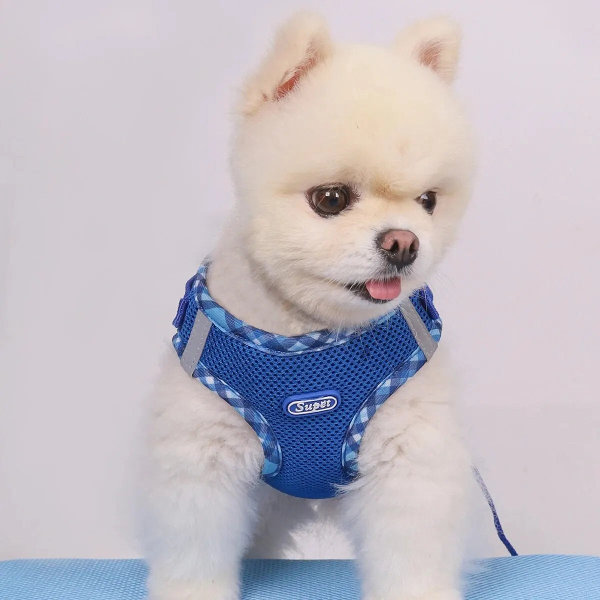 Harnais chien | Joli pour chiot
