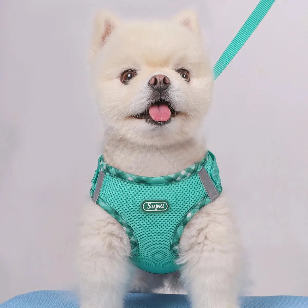 Harnais chien | Joli pour chiot