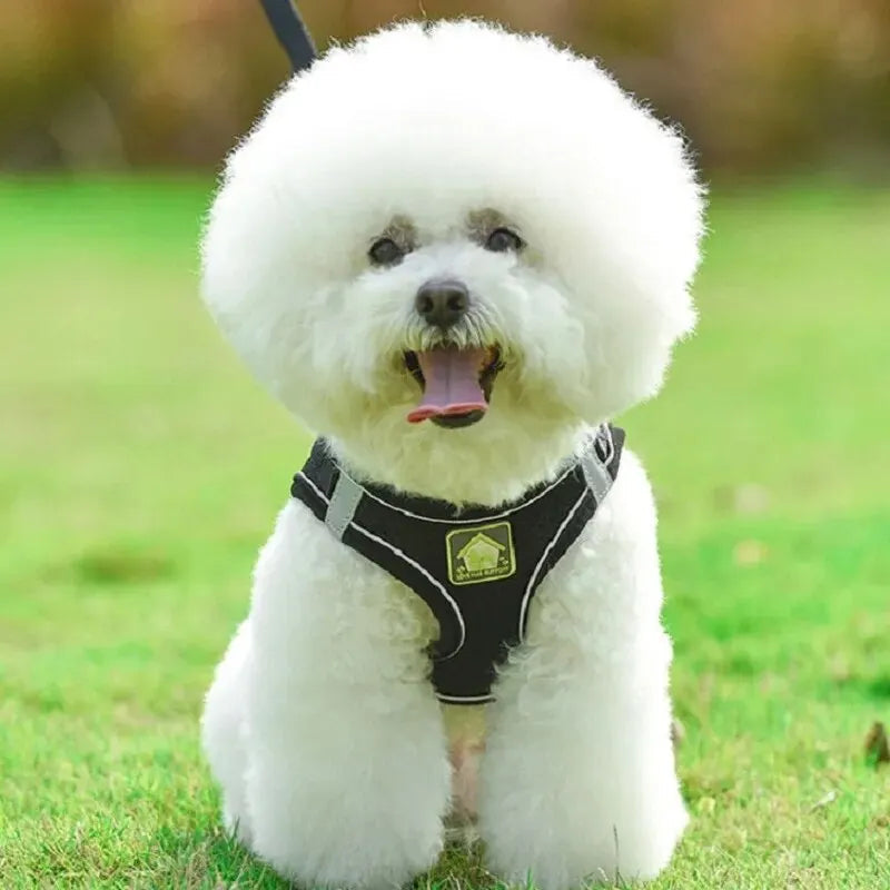 Harnais chien maille respirante caniche