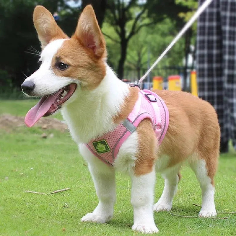Harnais chien maille respirante corgi rose