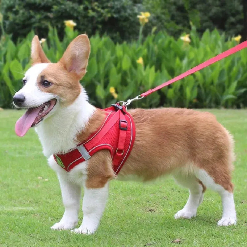 Harnais chien maille respirante corgi orange