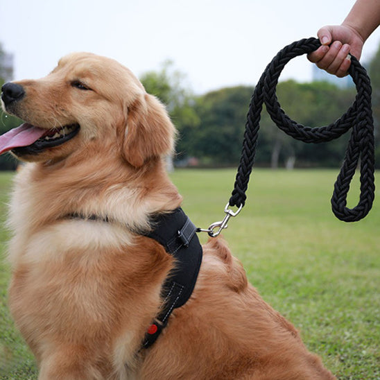 Laisse pour chien | Montagnard (couleur unie)