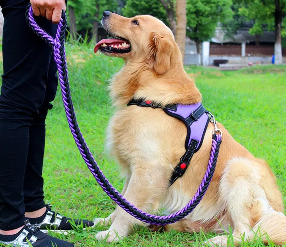 Laisse pour chien | Montagnard (noir/couleur)