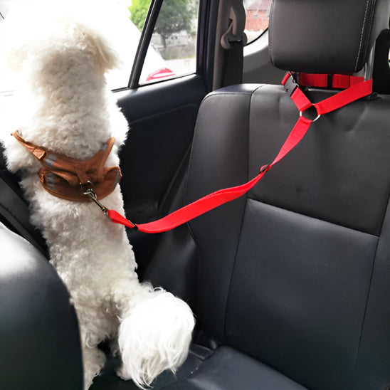 Laisse pour chien | ceinture de sécurité