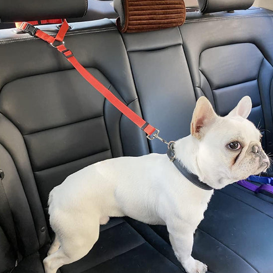 Laisse pour chien | ceinture de sécurité
