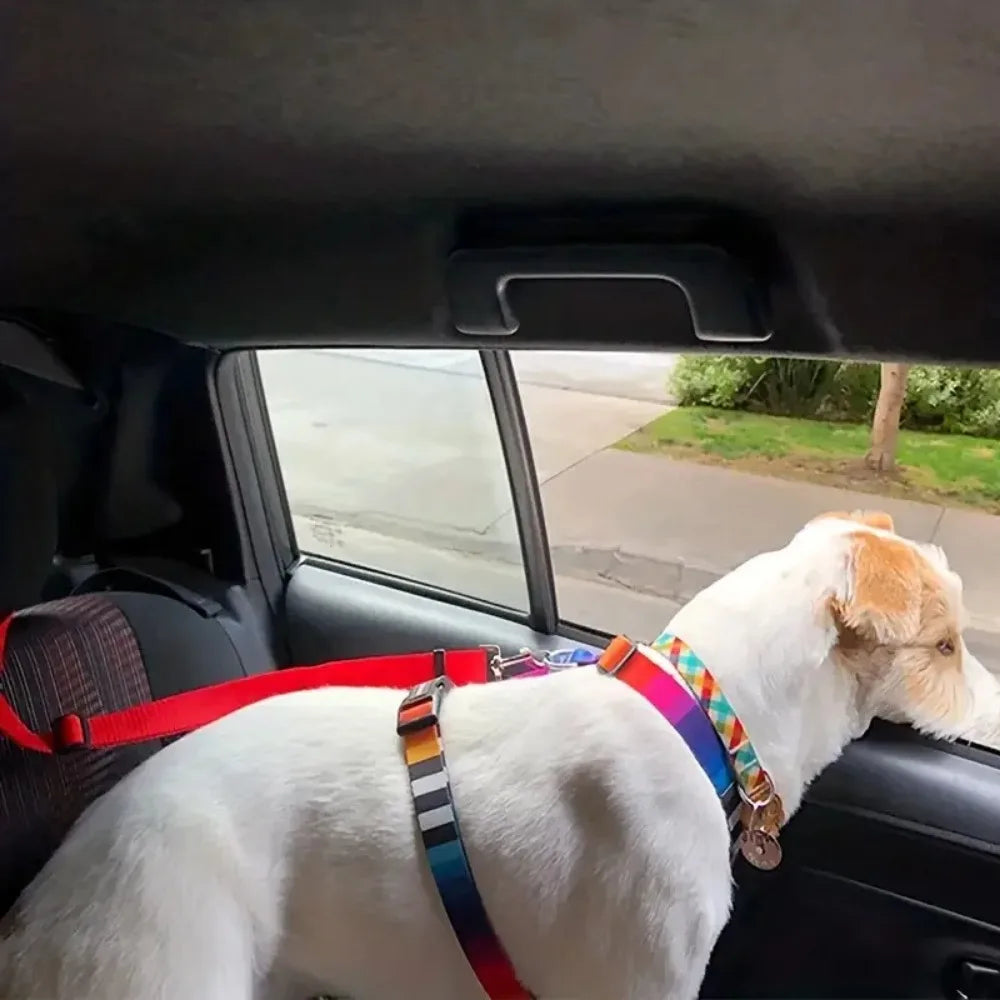 Laisse pour chien | ceinture de sécurité