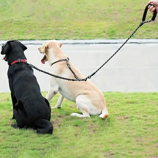 Laisse pour chien double | Bungee résistante