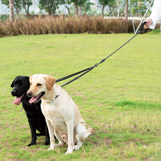 Laisse pour chien double | Bungee résistante