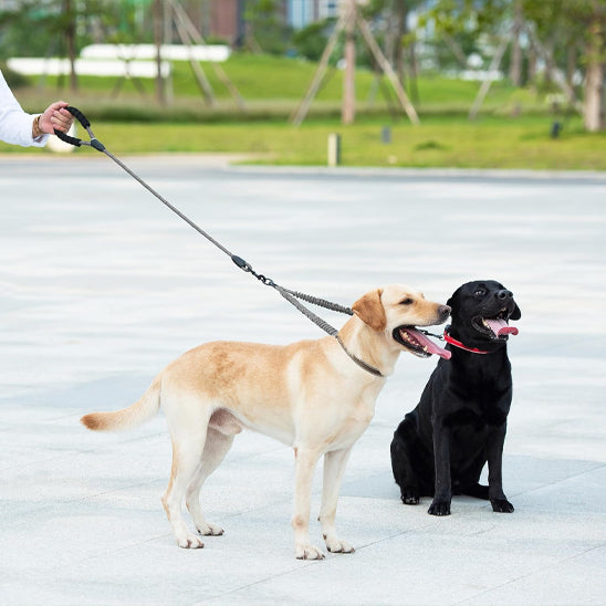 Laisse pour chien double | Bungee résistante