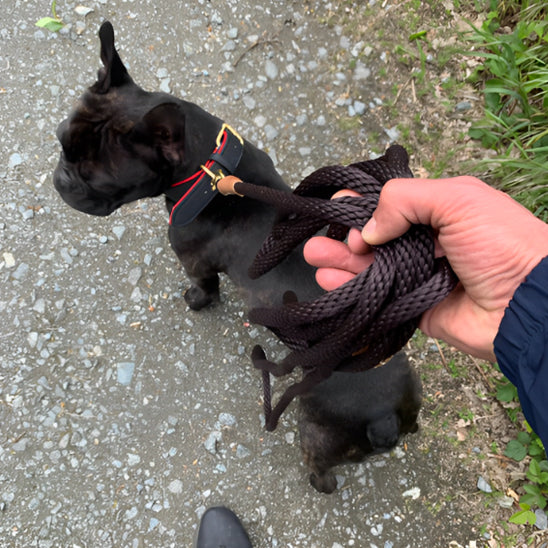 Laisse chien | Liberté et entrainement