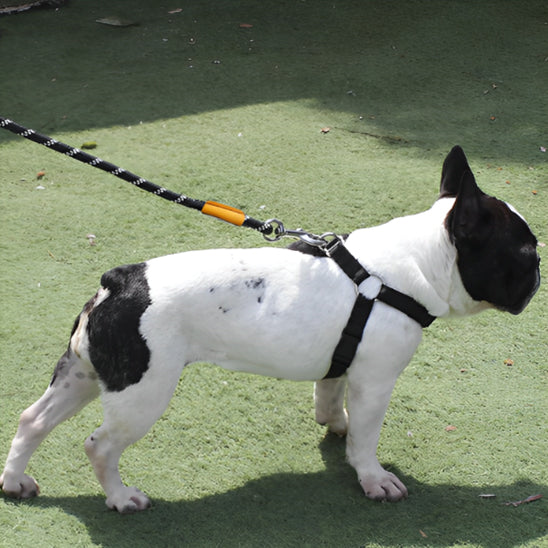 Laisse chien | Liberté et entrainement