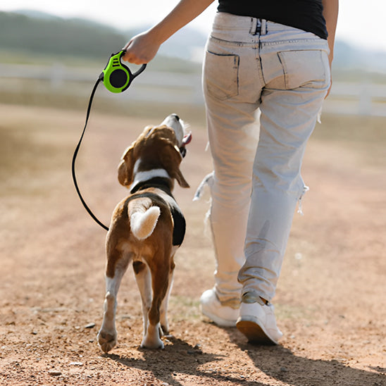 Laisse pour chien | Voyage en plein air (motif couleur et noir)