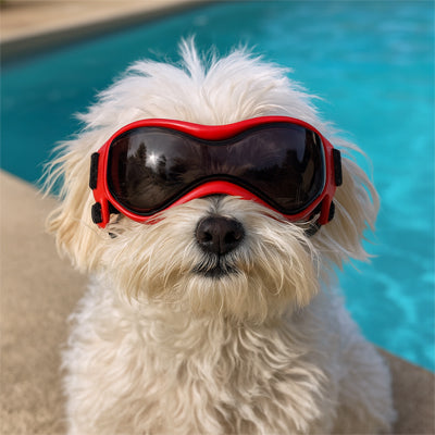 Lunette pour chien | Petite races
