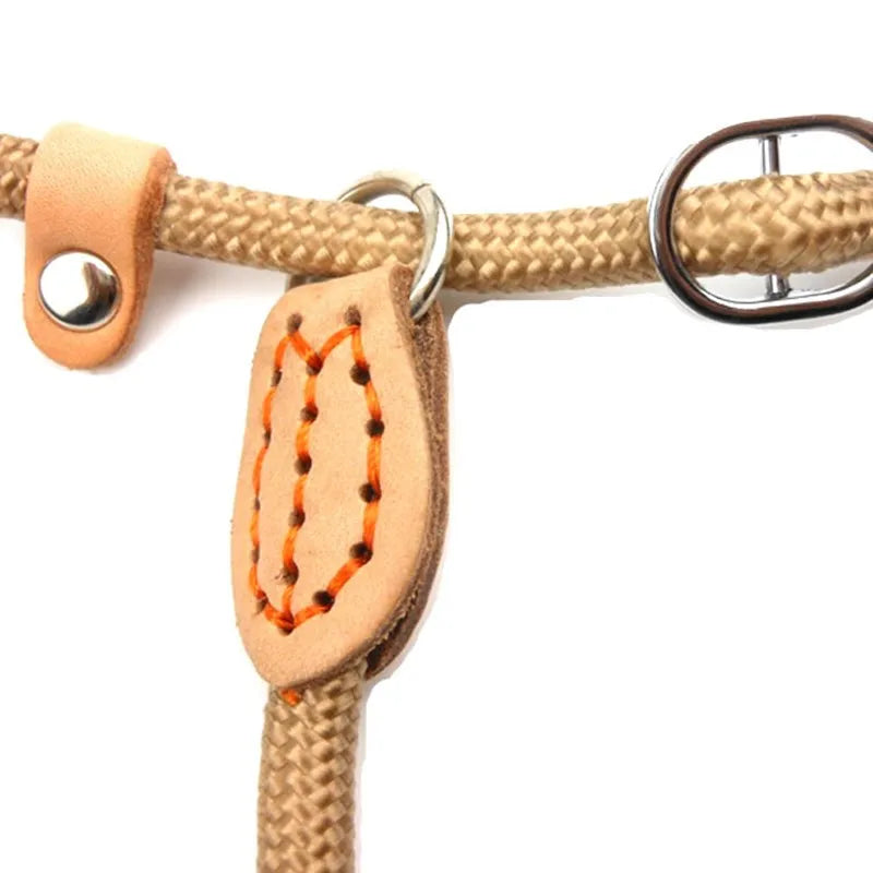 Laisse pour chien | corde tressée et anti-dérapante