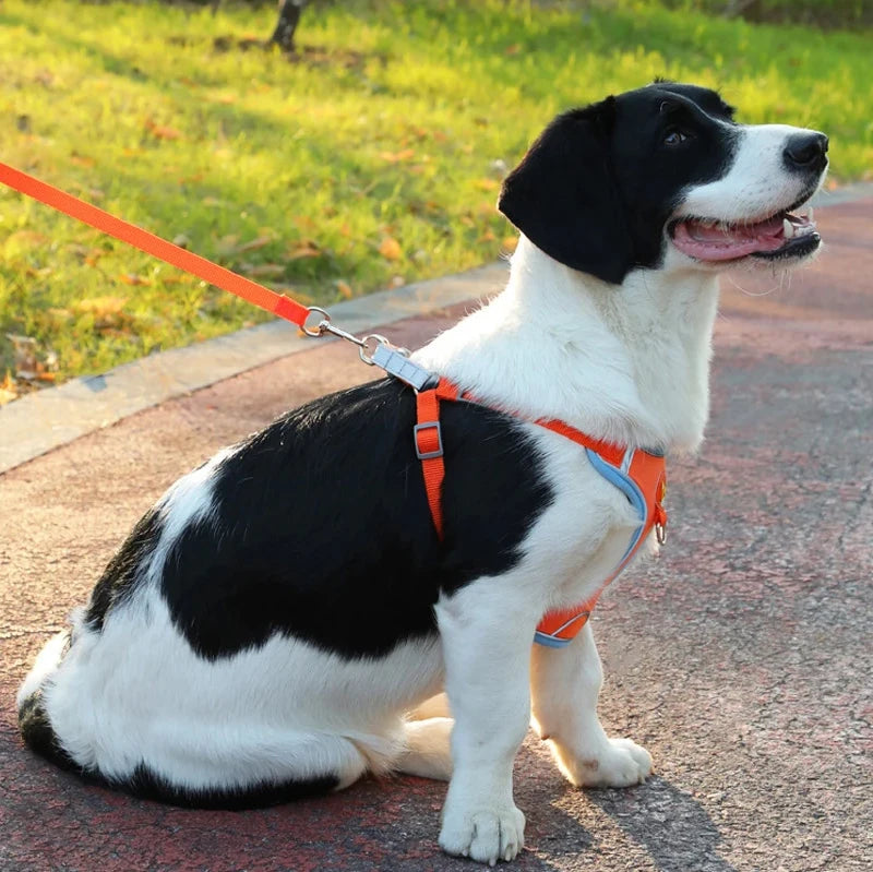 Harnais chien | Couleurs vives