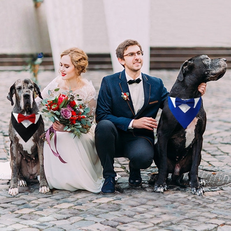 Collier chien | Bandana toxedo