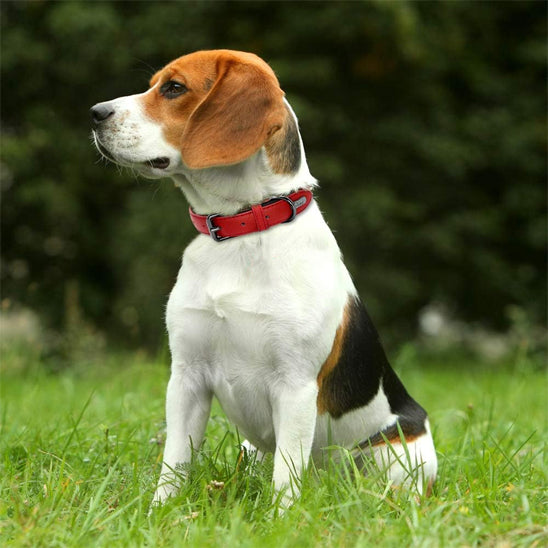 Collier chien cuir | Doux et rembourré