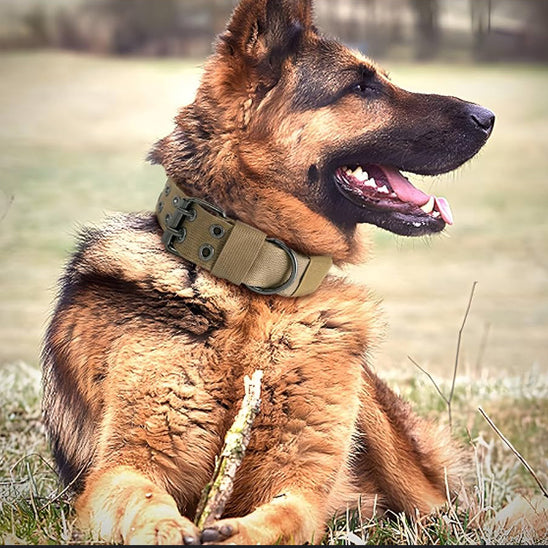 Collier chien | tactique et durable